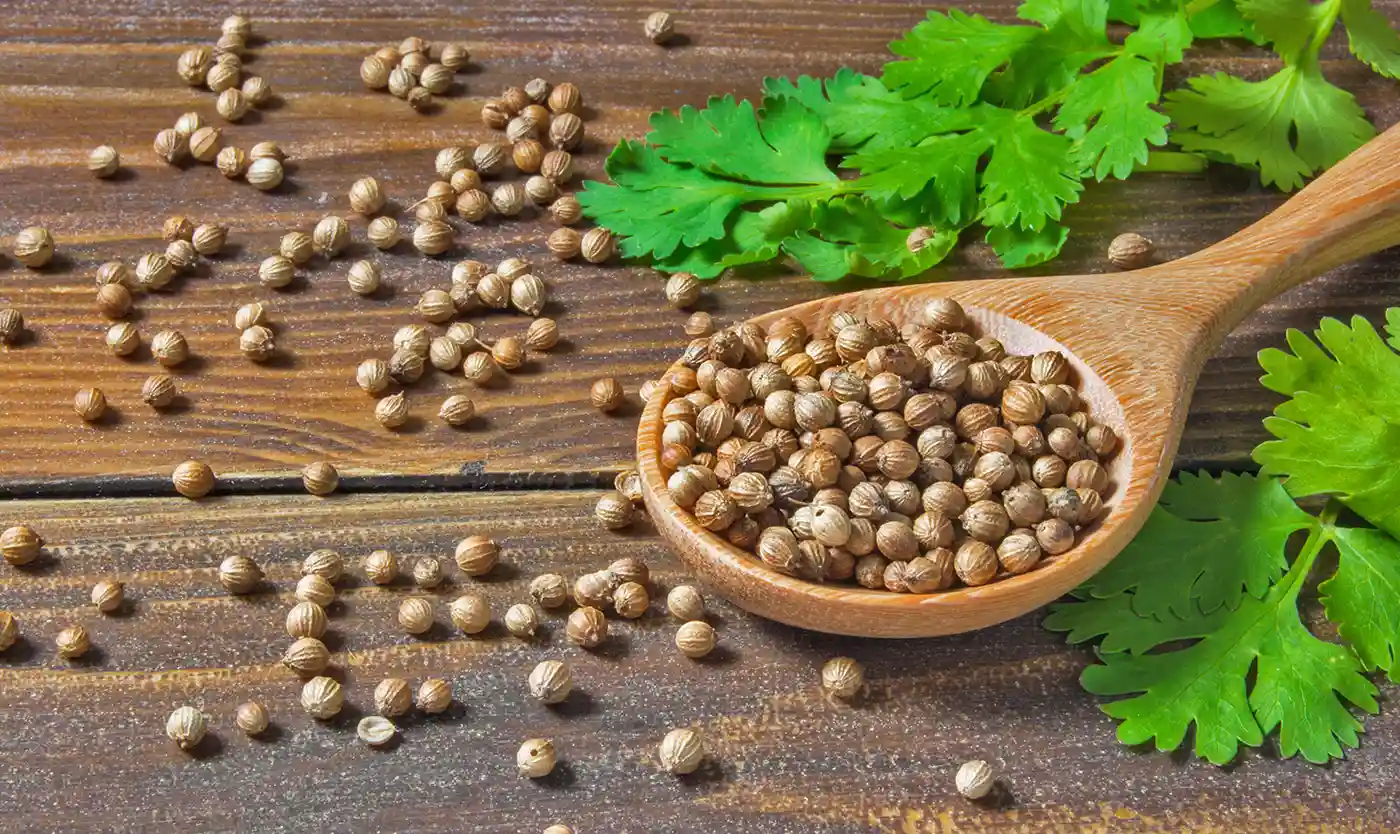 Dhanyak/Coriander